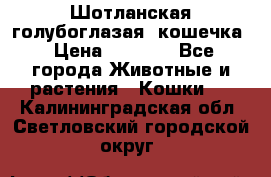 Шотланская голубоглазая  кошечка › Цена ­ 5 000 - Все города Животные и растения » Кошки   . Калининградская обл.,Светловский городской округ 